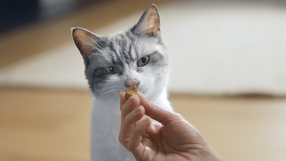 Dental Cat Treats Daily Oral Care Purina